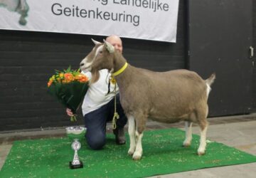 Nationale keuring: Bregje 25 is ‘mooiste van het land’ én heeft beste uier