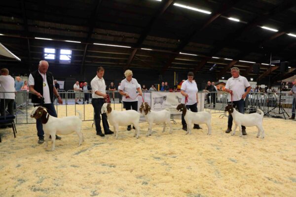 Inschrijving landelijke geitenkeuring geopend