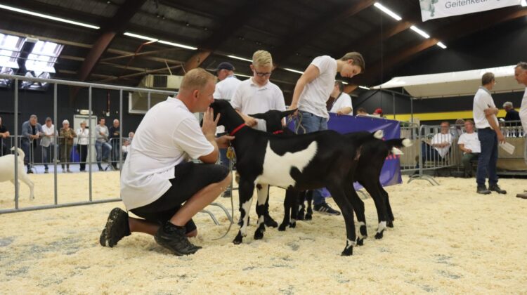 Recordaantal van 226 geiten in de ring