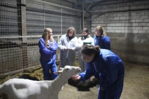 Nieuwe competitie tijdens NGE 2024: LAMBS